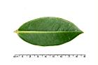 疏脈赤楠-葉正12.JPG