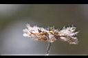 疏花塔花-種子0.jpg