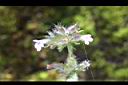 疏花塔花-花00.jpg