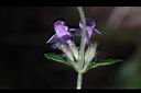 疏花塔花-花07.JPG