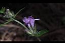 疏花塔花-花08.JPG