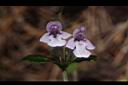 疏花塔花-花09.JPG