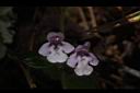 疏花塔花-花10.JPG