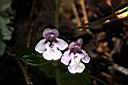 疏花塔花-花11.jpg