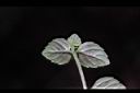 疏花塔花-葉背01.JPG