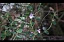 疏花塔花04.JPG