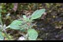 疏花塔花16.jpg