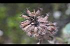 疏花塔花-實2.jpg