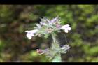 疏花塔花-花01.jpg