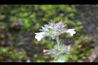 疏花塔花-花02.jpg