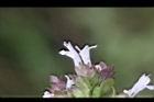 疏花塔花-花03.jpg