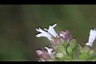 疏花塔花-花04.jpg