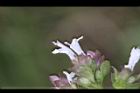 疏花塔花-花05.jpg
