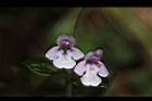 疏花塔花-花12.JPG
