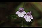 疏花塔花-花13.JPG