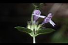 疏花塔花-花15.JPG
