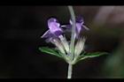 疏花塔花-花16.JPG