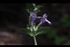 疏花塔花-花17.JPG