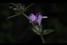 疏花塔花-花18.JPG