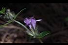 疏花塔花-花19.JPG