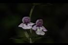 疏花塔花-花20.JPG