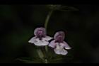 疏花塔花-花21.JPG