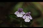 疏花塔花-花22.JPG