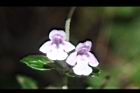 疏花塔花-花23.JPG