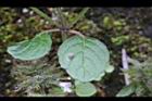 疏花塔花-葉序05.jpg