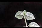 疏花塔花-葉背00.JPG