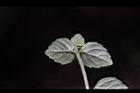 疏花塔花-葉背02.JPG