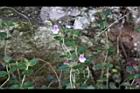 疏花塔花07.JPG