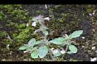 疏花塔花18.jpg