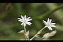 疏花繁縷-花10.jpg