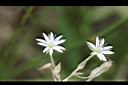 疏花繁縷-花11.jpg
