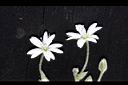 疏花繁縷-花12.jpg