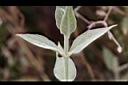 疏花繁縷-葉1.jpg