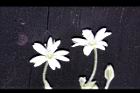 疏花繁縷-花11.jpg