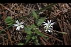 疏花繁縷-花25.JPG
