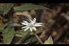 疏花繁縷-花28.JPG