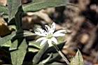 疏花繁縷-花32.JPG