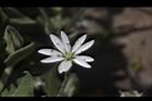 疏花繁縷-花36.JPG