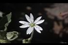 疏花繁縷-花41.JPG