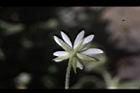 疏花繁縷-花萼01.JPG