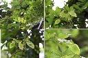 疏花魚藤-實1.jpg