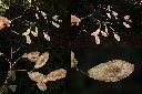 疏花魚藤-實2.jpg