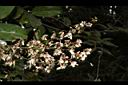 疏花魚藤-花序04.JPG