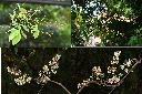 疏花魚藤-花序1.jpg