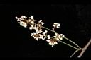 疏花魚藤-花序13.JPG