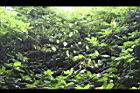 疏花魚藤-實00.jpg